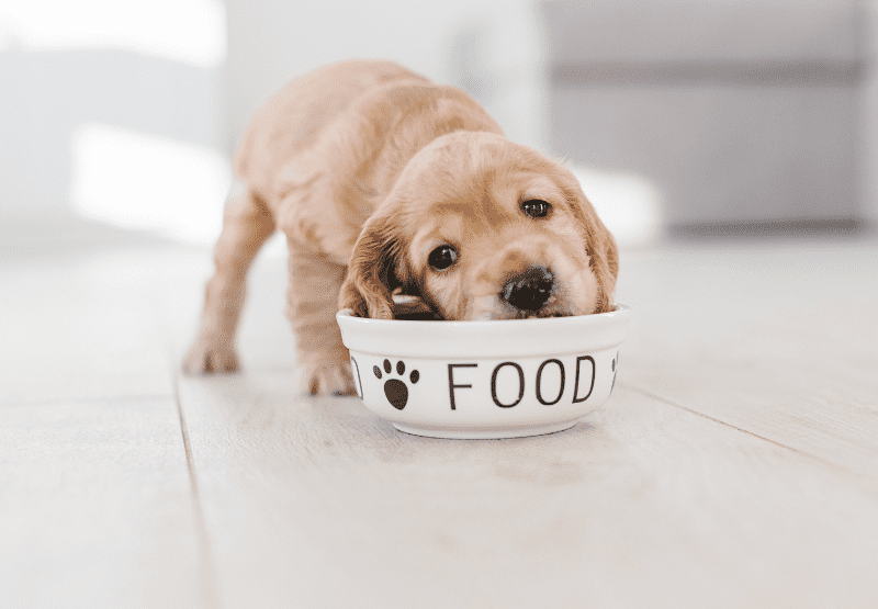 כלב אוכל