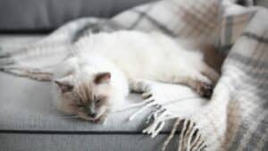 איך מונעים מהחתול לשרוט את הספה?