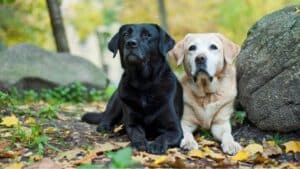 הבחירה שעושה את ההבדל - איזה גזע כלבים הכי מומלץ למתחילים?
